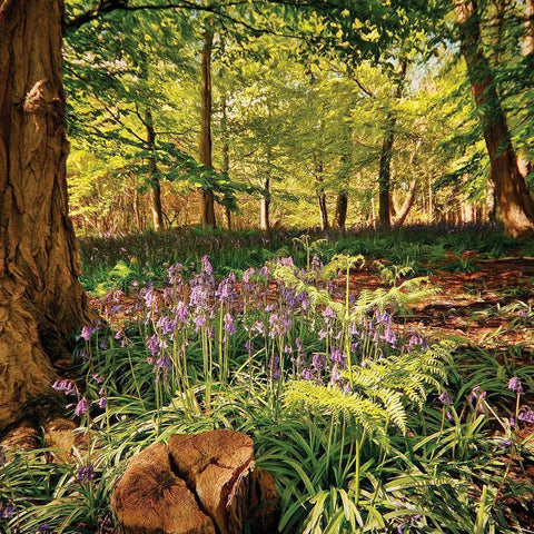 Forest Gold Ornate Wood Framed Art Print with Double Matting by P.S. Art