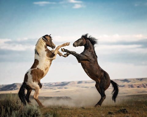 Disagreement White Modern Wood Framed Art Print with Double Matting by PBurchettPhoto