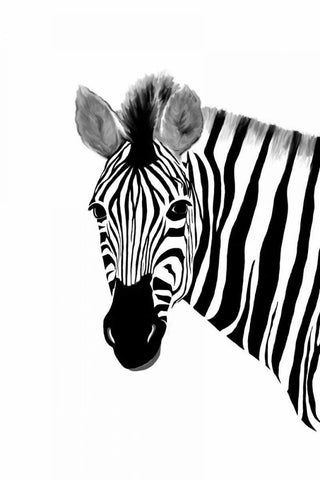 Zack a Zebra White Modern Wood Framed Art Print with Double Matting by Murdock, Ramona