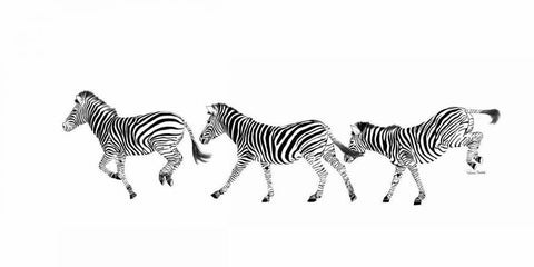 Dancing Zebras White Modern Wood Framed Art Print with Double Matting by Murdock, Ramona