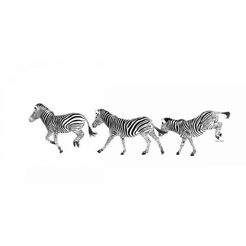 Dancing Zebras White Modern Wood Framed Art Print by Murdock, Ramona