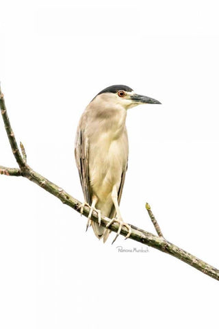 Amazon Heron White Modern Wood Framed Art Print with Double Matting by Murdock, Ramona