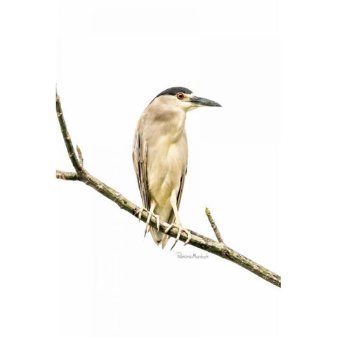 Amazon Heron Black Modern Wood Framed Art Print by Murdock, Ramona