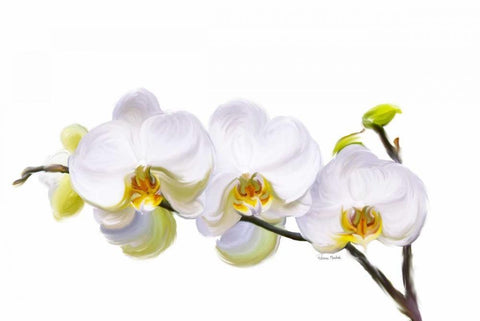 White Orchids Black Ornate Wood Framed Art Print with Double Matting by Murdock, Ramona