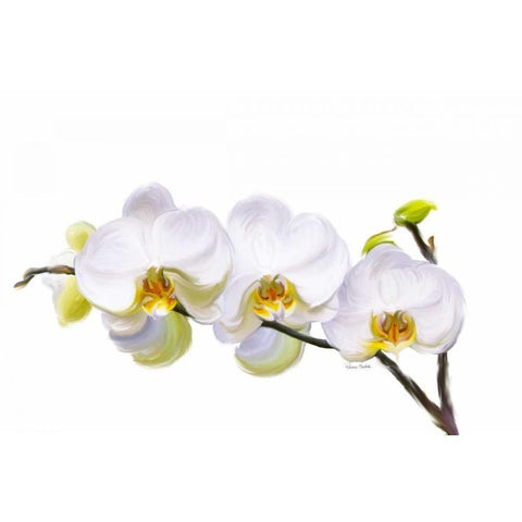 White Orchids White Modern Wood Framed Art Print by Murdock, Ramona