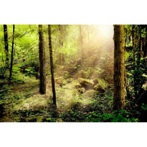 Sunshine from Above White Modern Wood Framed Art Print by Murdock, Ramona