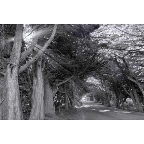 Spooky Black Modern Wood Framed Art Print with Double Matting by Murdock, Ramona