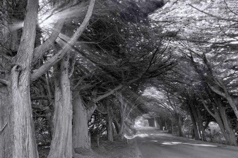 Spooky Black Ornate Wood Framed Art Print with Double Matting by Murdock, Ramona