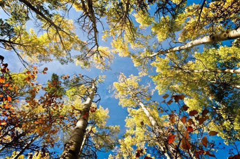 Look Up White Modern Wood Framed Art Print with Double Matting by Murdock, Ramona