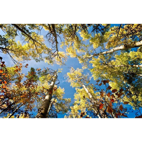 Look Up Black Modern Wood Framed Art Print by Murdock, Ramona