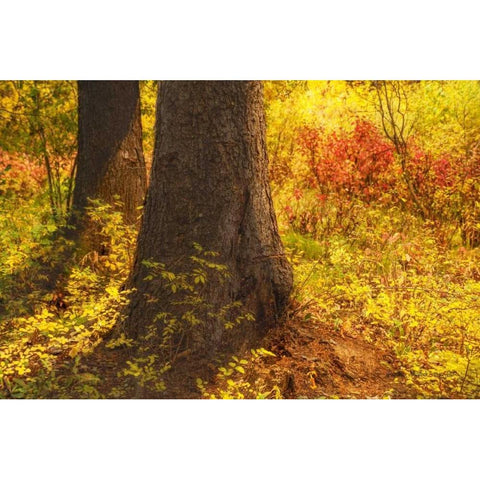 Forest Sunstream Black Modern Wood Framed Art Print with Double Matting by Murdock, Ramona