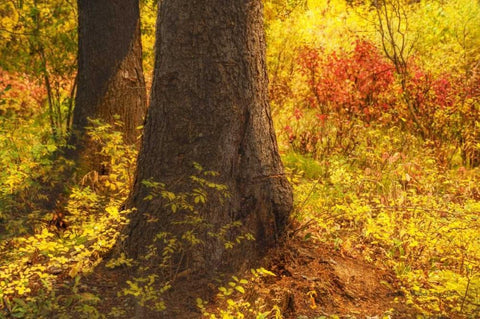 Forest Sunstream White Modern Wood Framed Art Print with Double Matting by Murdock, Ramona