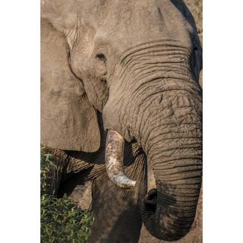 The Big Boss White Modern Wood Framed Art Print by Murdock, Ramona