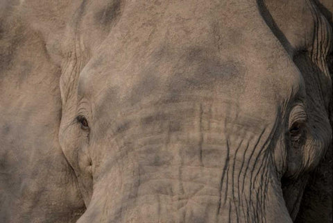 Nellie Phant Black Ornate Wood Framed Art Print with Double Matting by Murdock, Ramona