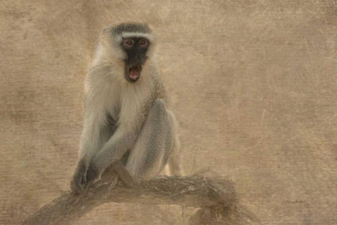 Primate White Modern Wood Framed Art Print with Double Matting by Murdock, Ramona