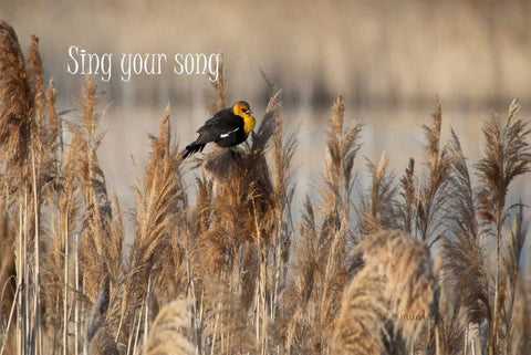 Sing II White Modern Wood Framed Art Print with Double Matting by Murdock, Ramona