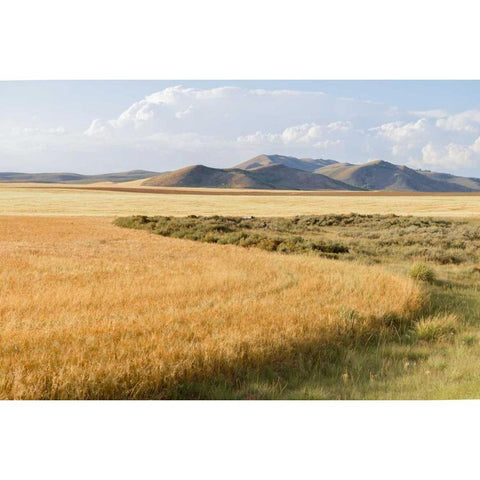 Harvest Gold Ornate Wood Framed Art Print with Double Matting by Murdock, Ramona