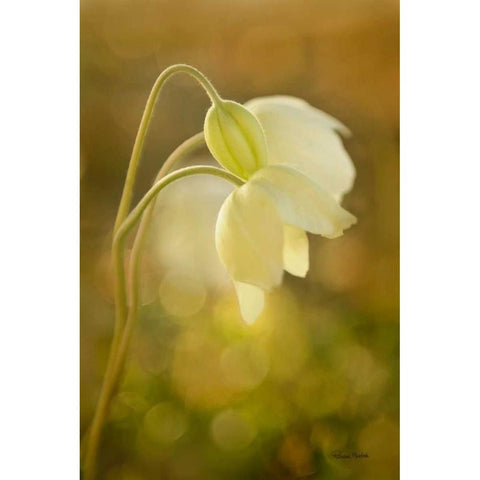 Wind Flowers Black Modern Wood Framed Art Print with Double Matting by Murdock, Ramona