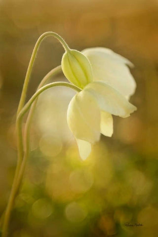 Wind Flowers Black Ornate Wood Framed Art Print with Double Matting by Murdock, Ramona