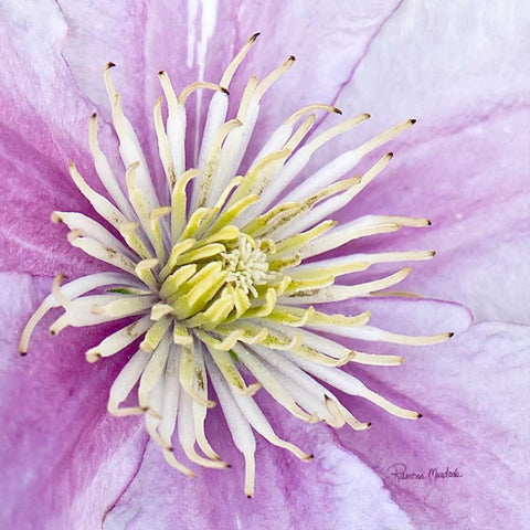 Clematis Black Modern Wood Framed Art Print with Double Matting by Murdock, Ramona