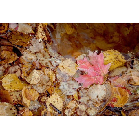 The Last Leaf Black Modern Wood Framed Art Print with Double Matting by Murdock, Ramona