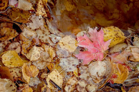 The Last Leaf Black Ornate Wood Framed Art Print with Double Matting by Murdock, Ramona