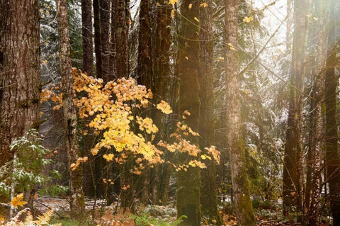 Light the Forest White Modern Wood Framed Art Print with Double Matting by Murdock, Ramona