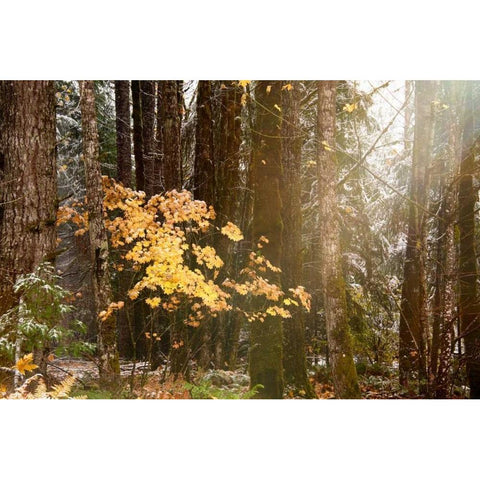 Light the Forest Black Modern Wood Framed Art Print by Murdock, Ramona