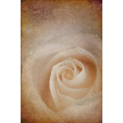 Faded Rose White Modern Wood Framed Art Print by Murdock, Ramona