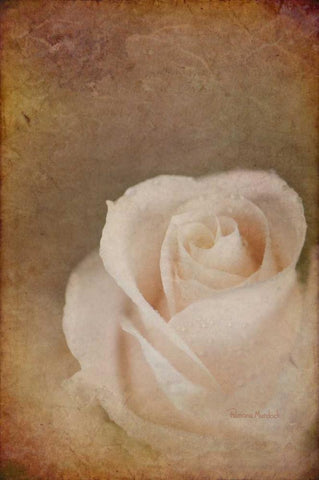 Faded Beauty White Modern Wood Framed Art Print with Double Matting by Murdock, Ramona