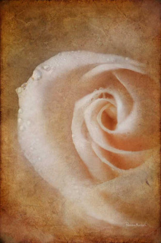 Essence of Rose White Modern Wood Framed Art Print with Double Matting by Murdock, Ramona