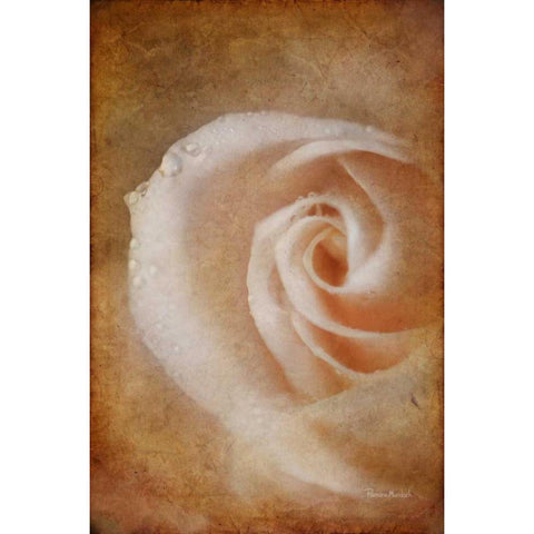 Essence of Rose Black Modern Wood Framed Art Print with Double Matting by Murdock, Ramona