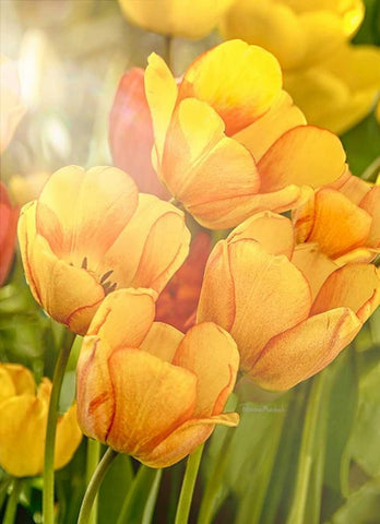 Sunshine Tulips Black Ornate Wood Framed Art Print with Double Matting by Murdock, Ramona