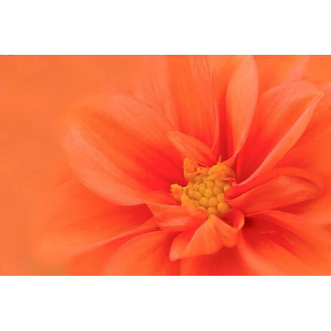 Orange Dahlia Up Close Black Modern Wood Framed Art Print with Double Matting by Murdock, Ramona