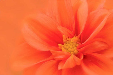 Orange Dahlia Up Close Black Ornate Wood Framed Art Print with Double Matting by Murdock, Ramona