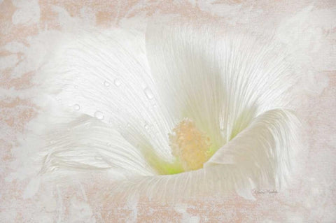 Hollyhock Illusion Black Ornate Wood Framed Art Print with Double Matting by Murdock, Ramona