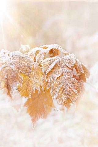 Frosted Leaves White Modern Wood Framed Art Print with Double Matting by Murdock, Ramona