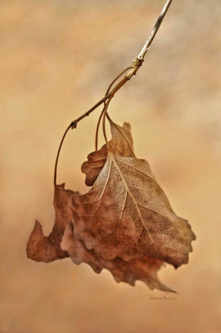 So Last Season White Modern Wood Framed Art Print with Double Matting by Murdock, Ramona