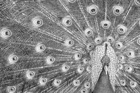 Peacock White Modern Wood Framed Art Print with Double Matting by Murdock, Ramona