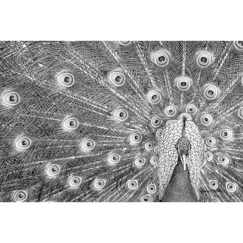 Peacock Gold Ornate Wood Framed Art Print with Double Matting by Murdock, Ramona