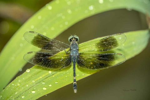 Amazon Dragonfly Black Ornate Wood Framed Art Print with Double Matting by Murdock, Ramona