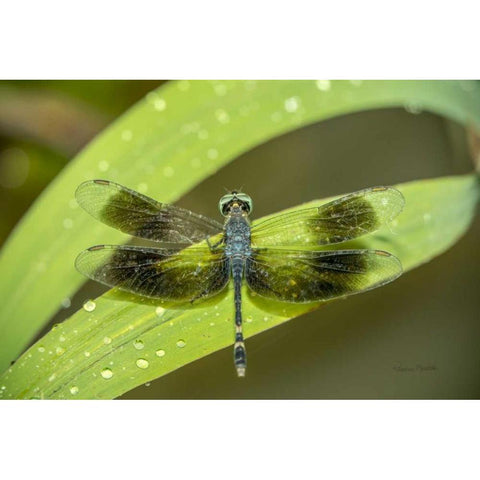 Amazon Dragonfly Gold Ornate Wood Framed Art Print with Double Matting by Murdock, Ramona