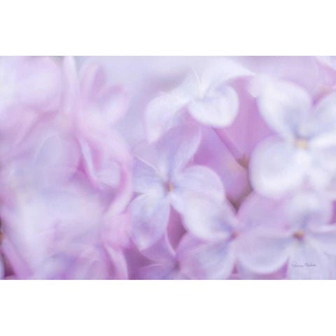 Amidst the Lilacs White Modern Wood Framed Art Print by Murdock, Ramona