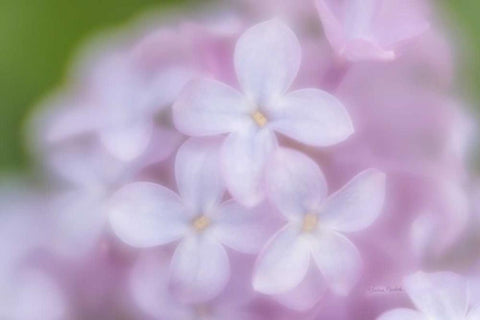 Soft Lilac White Modern Wood Framed Art Print with Double Matting by Murdock, Ramona