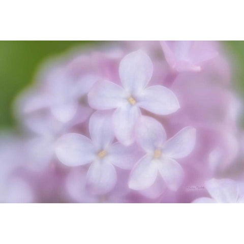 Soft Lilac White Modern Wood Framed Art Print by Murdock, Ramona