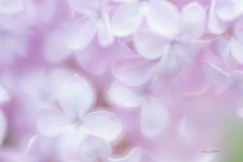 So Soft Lilac Black Ornate Wood Framed Art Print with Double Matting by Murdock, Ramona