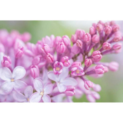 Spring Lilacs I White Modern Wood Framed Art Print by Murdock, Ramona