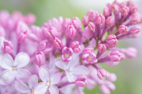 Spring Lilacs I White Modern Wood Framed Art Print with Double Matting by Murdock, Ramona