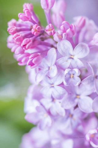 Spring Lilacs II White Modern Wood Framed Art Print with Double Matting by Murdock, Ramona