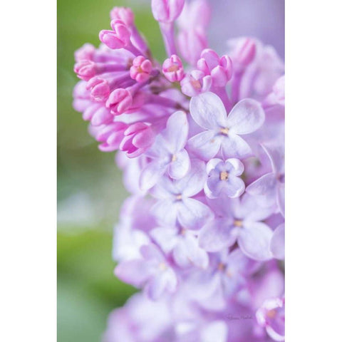 Spring Lilacs II Black Modern Wood Framed Art Print by Murdock, Ramona